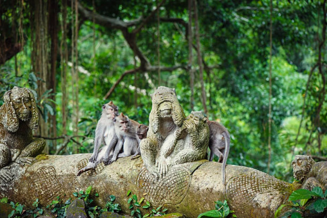 Things to do in Ubud Bali including visiting the Sacred Monkey Forest