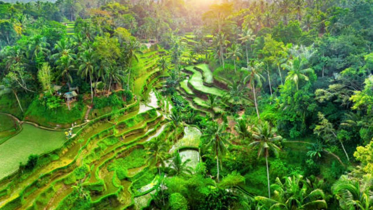 Tegalalang rice terrace in Bali, Indonesia.
