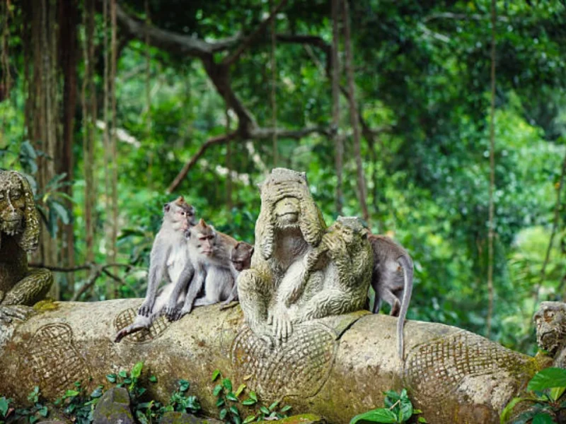 Things to do in Ubud Bali including visiting the Sacred Monkey Forest